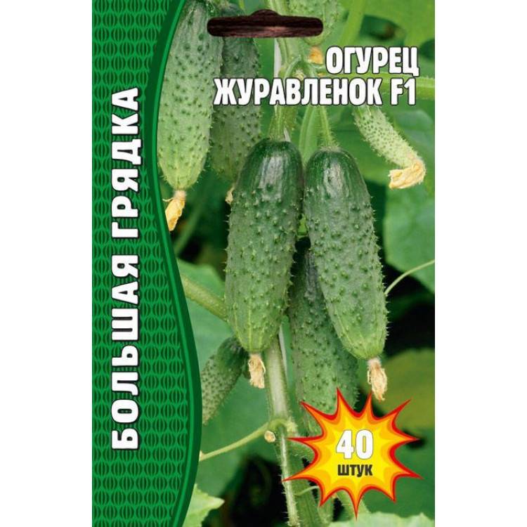 Огурец журавленок f1: описание сорта, фото, отзывы, урожайность