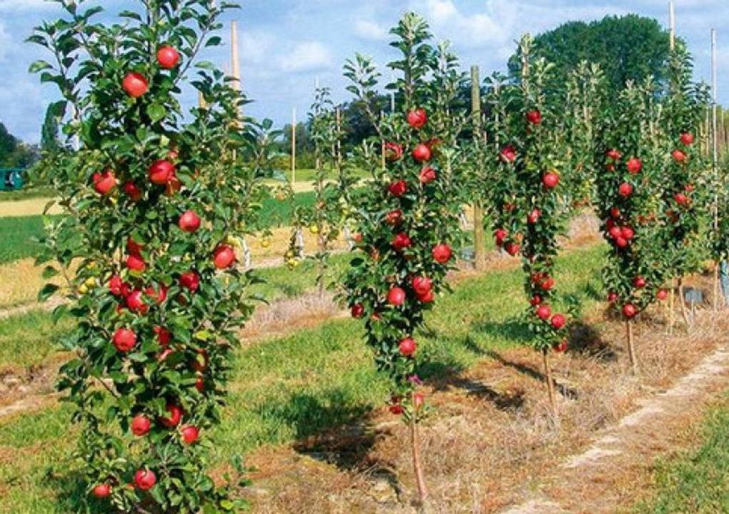 Яблони колоновидные - сорта для подмосковья и сибири: отзывы
