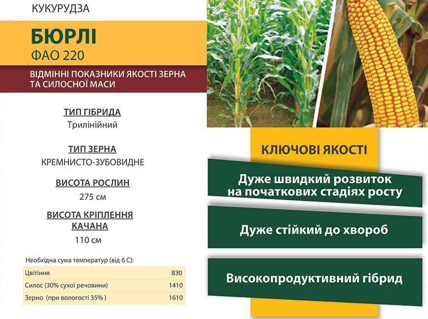 Выращивание кукурузы как бизнес в домашних условиях в россии
