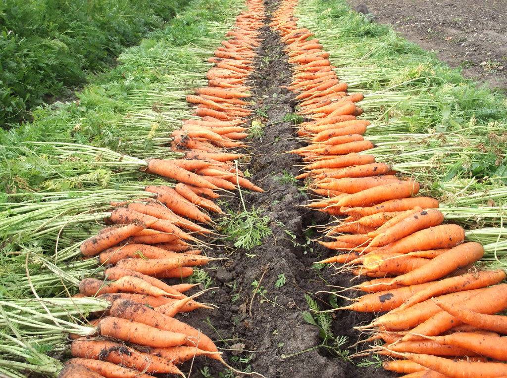 Когда собирать свеклу и морковку