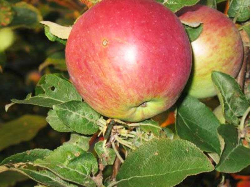 Яблоня лобо: описание сорта, фото, посадка