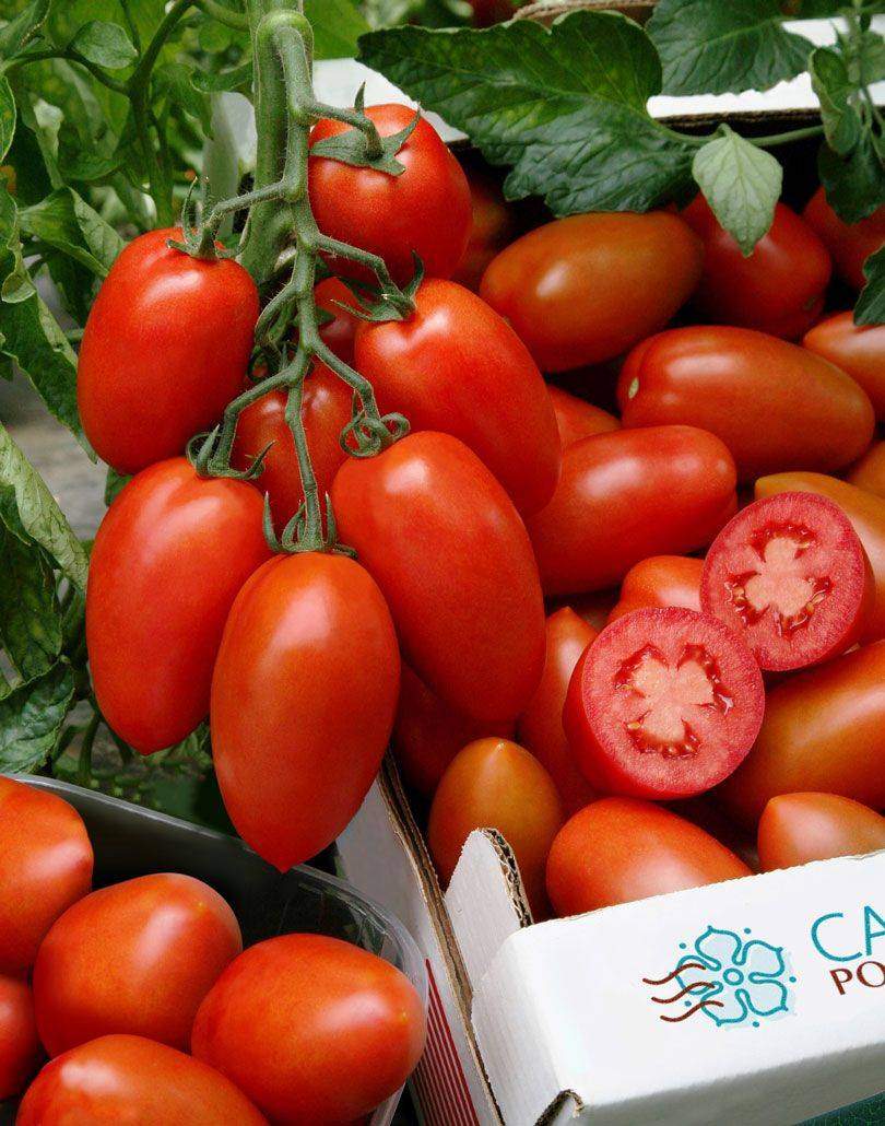 Отзывы об урожайности сорта из франции — томат сэр элиан f1: описание помидоров и характеристики