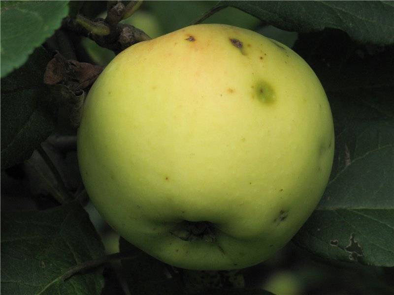 Ренет орлеанский яблоня фото и описание