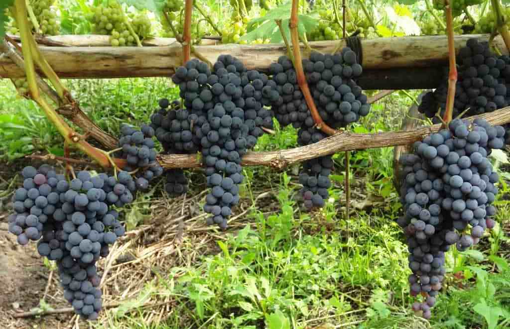 Виноград софия: общее описание сорта, преимущества и особенности ухода