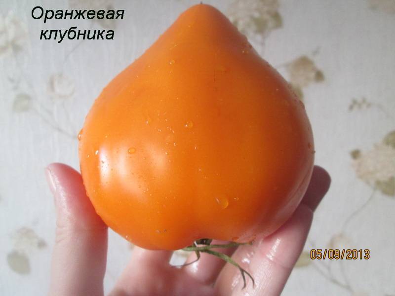Томат оранжевая клубника: характеристика и описание сорта, отзывы, фото