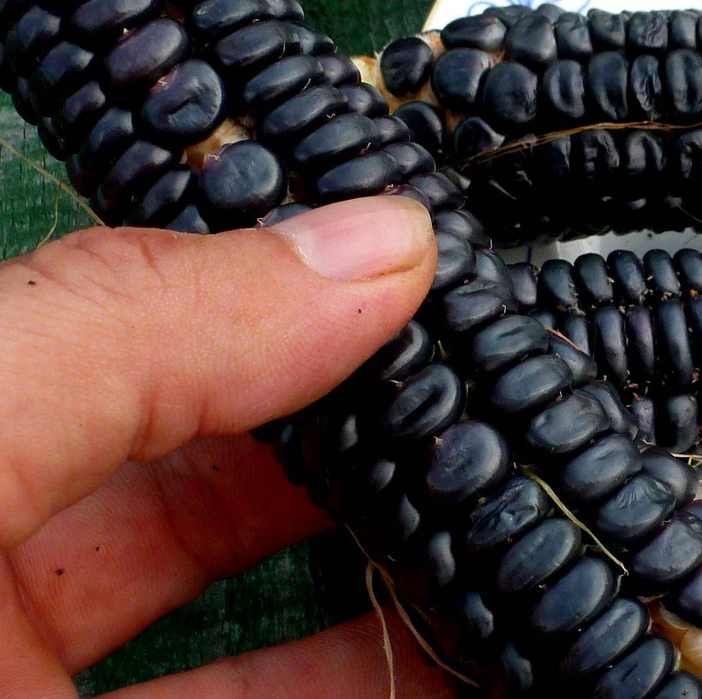 Кукуруза как выращивать ? | cельхозпортал