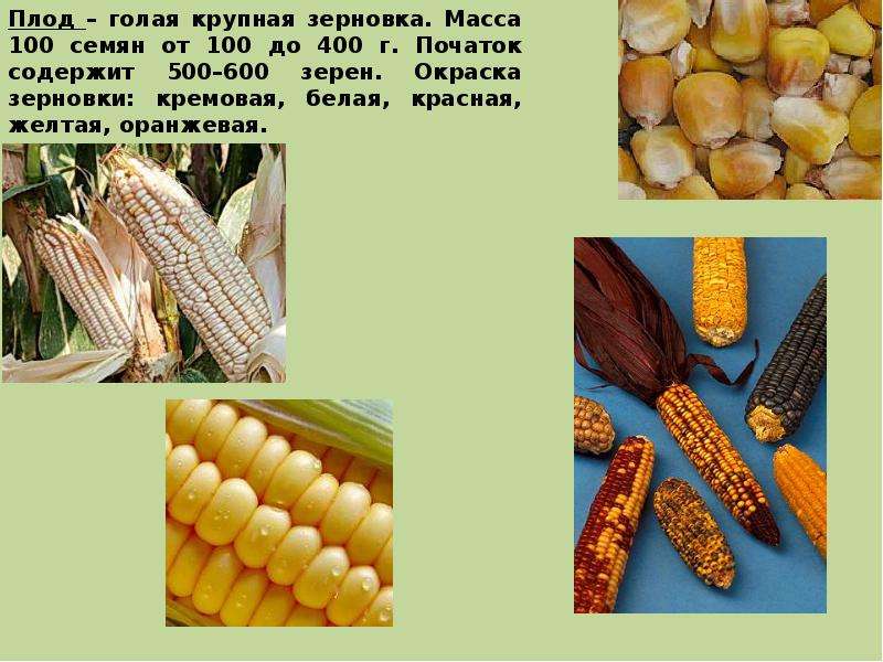 Лучшие сорта кукурузы: фото, описание