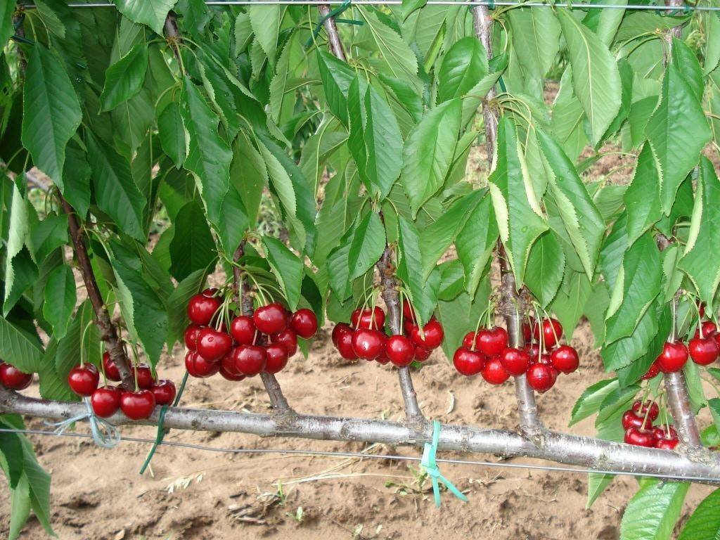 Уход и выращивание черешни, как ухаживать в первый год посадки и после сбора урожая