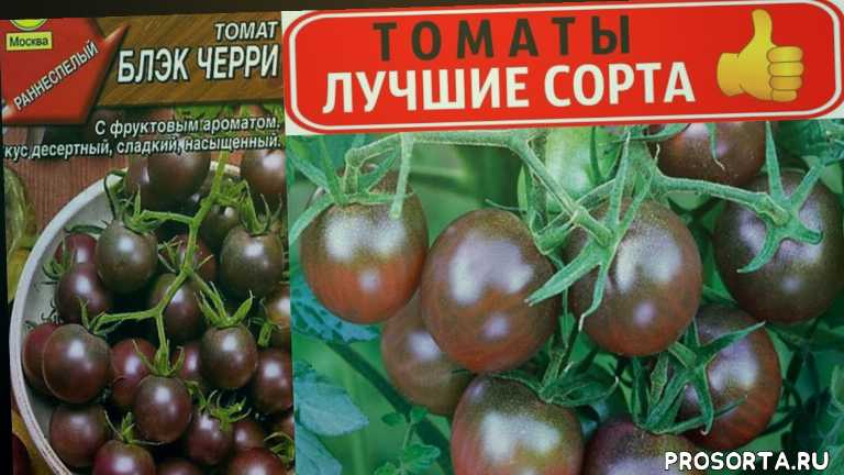 Томат черный русский: характеристика и описание сорта, отзывы об урожайности помидоров, фото семян аэлита
