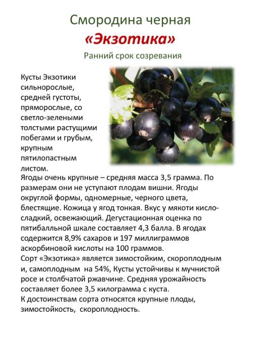 Смородина бессемянная: чёрная и красная, описание сорта и характеристики, фото