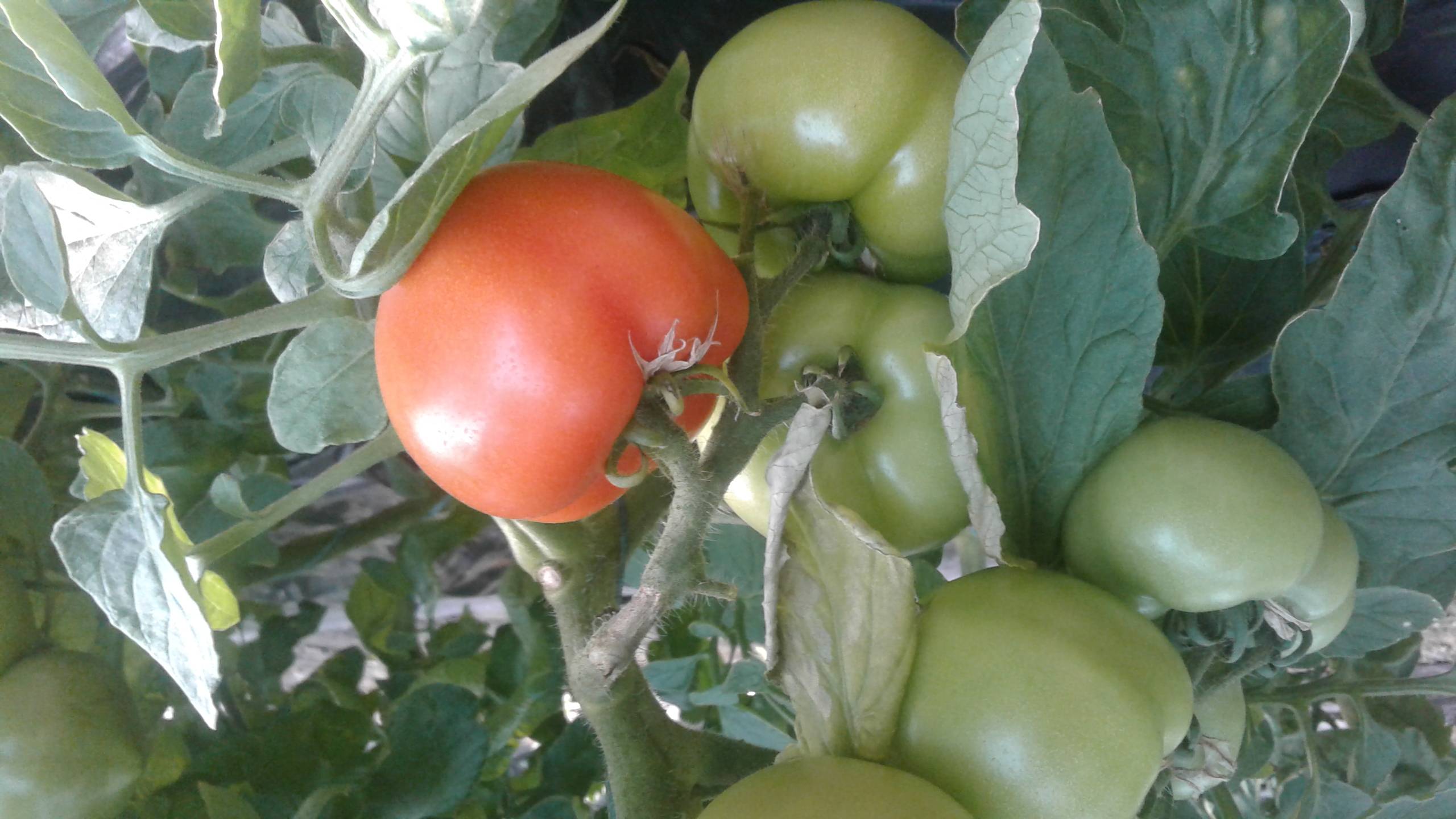 Наиболее приемлемые сорта помидоров для выращивания в Донецкой, Харьковской и Луганской области