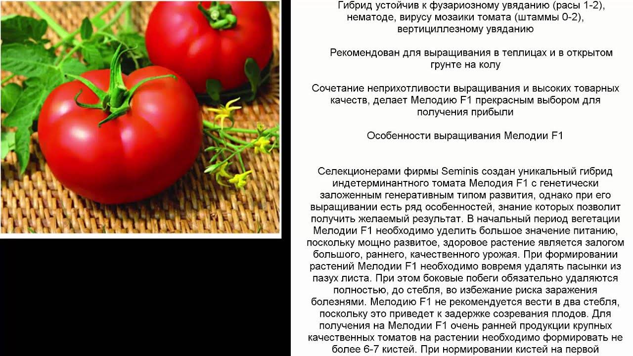 Описание томата Мелодия и особенности выращивания сорта