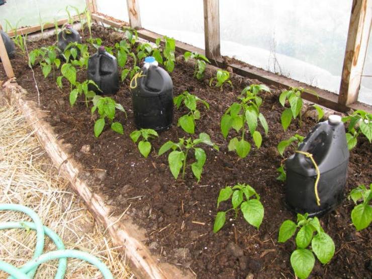 Выращивание перца в подмосковье в открытом грунте и теплице