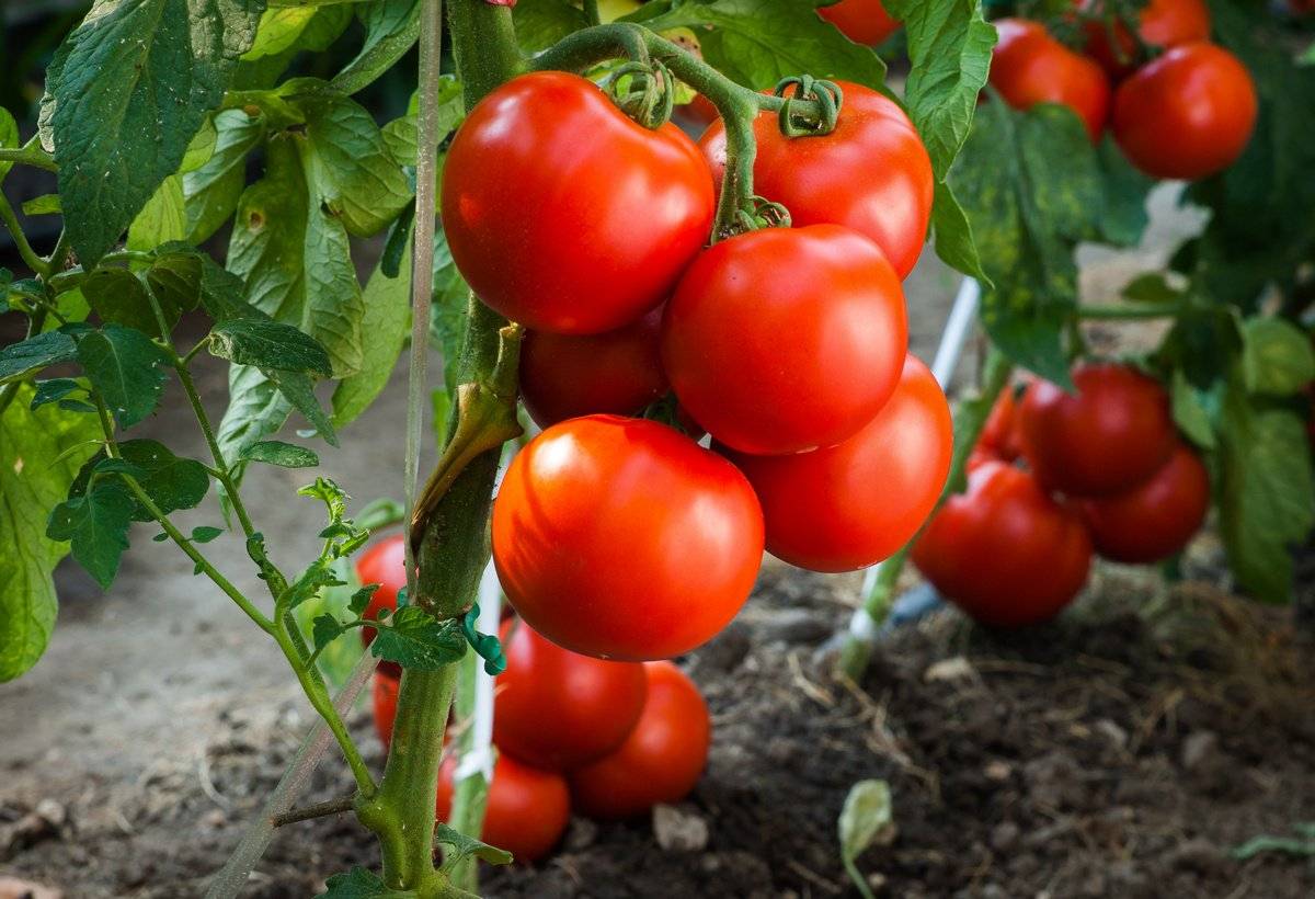 Разновидности томат «андромеда f1»