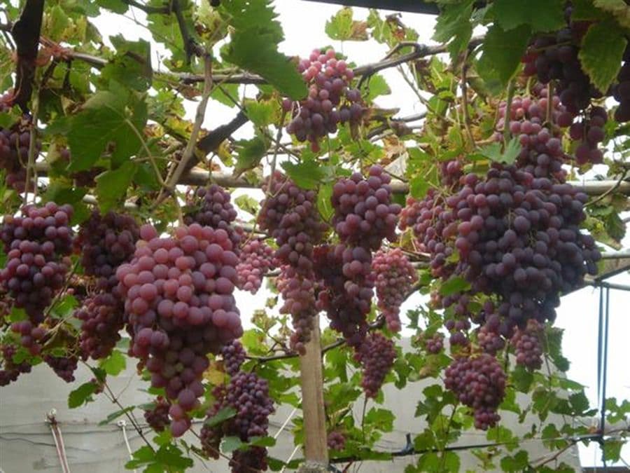 Описание и тонкости выращивания винограда сорта тайфи