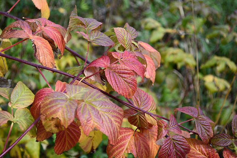 Почему краснеют листья у яблони и что делать - лечение и уход