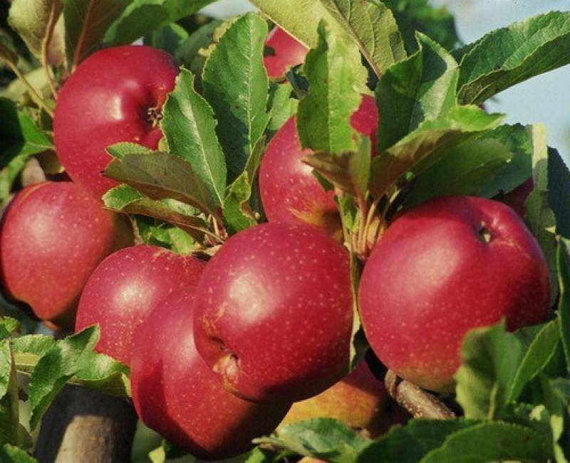 Яблоня коваленковское: особенности сорта, уход и выращивание