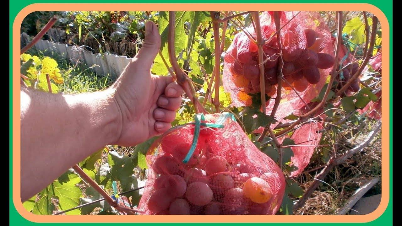 Ускоряем плодоношение и созревание винограда