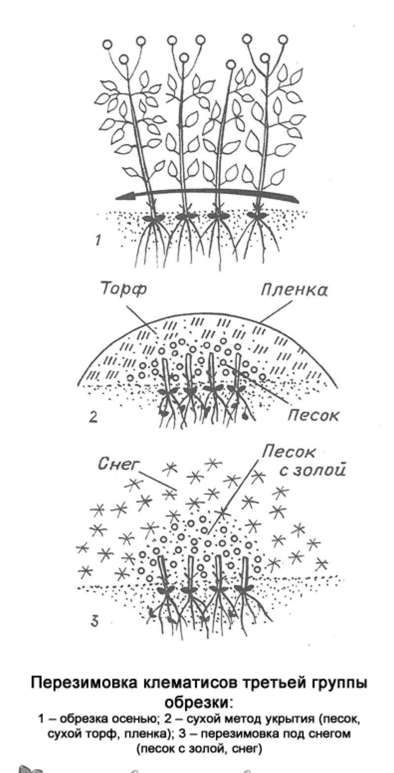 Клематис тайга (clematis taiga): описание и фото гибридного сорта + особенности посадки, размножения, ухода и обрезки