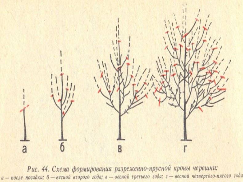 Колоновидный абрикос - достоинства, способы выращивания и описание