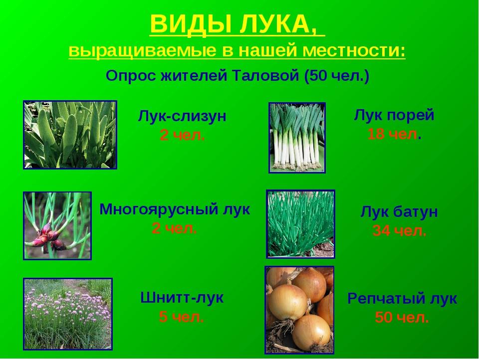Дикий лук: 10 видов дикорастущего лука, который употребляют в пищу