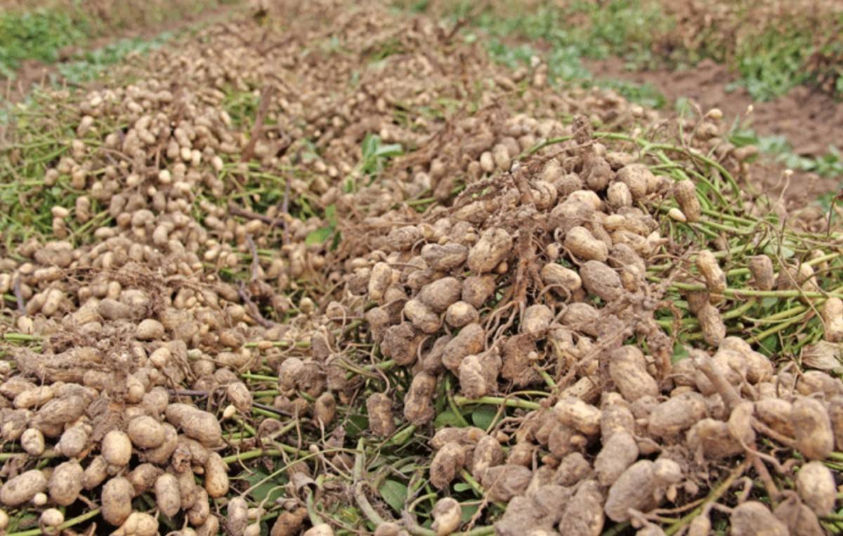 Выращивание арахиса на приусадебном участке