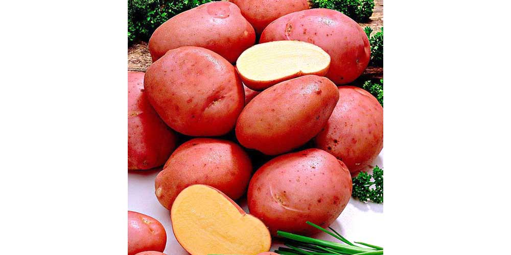 Картофель зекура: описание и характеристика сорта, посадка и уход, отзывы с фото