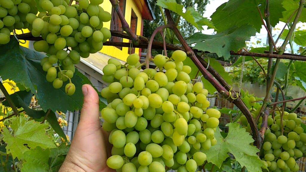 Морозостойкие сорта винограда: описание и характеристики 45 лучших, советы садоводов