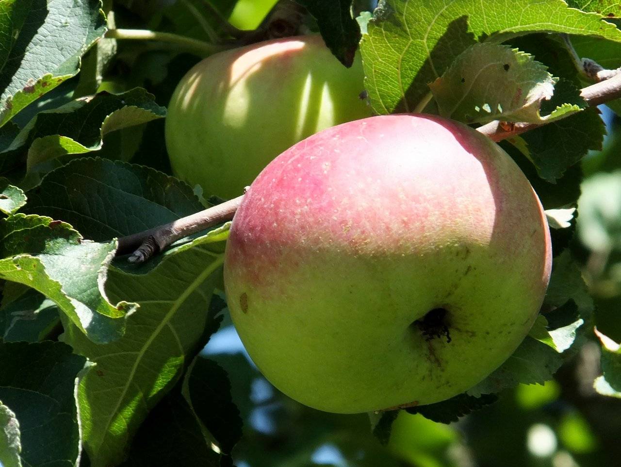 Зимняя яблоня беркутовское