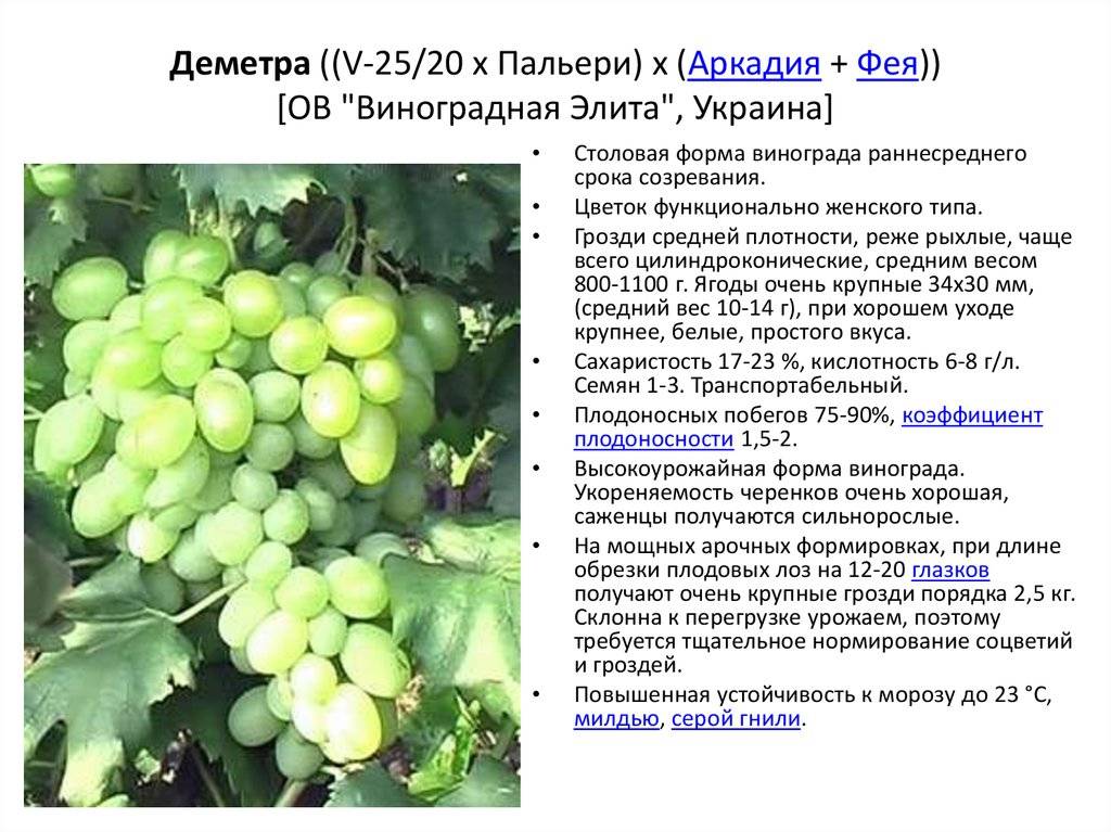 Виноград подарок ирине: описание и характеристики сорта, правила выращивания