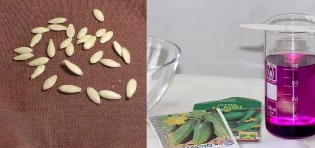 Подготовка семян огурцов к посеву: как обработать и в чем замочить для лучшей всхожести