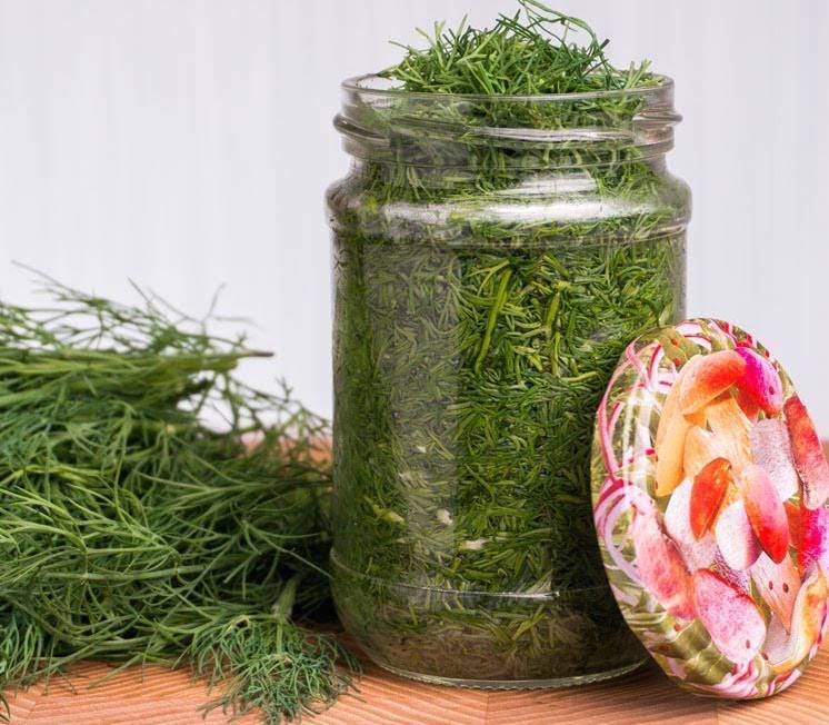 Как сохранить на зиму свежий укроп: принципы хранения свежей зелени, как хранить продукт в холодильнике