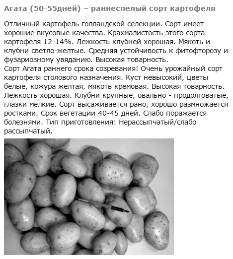 Картофель удача: характеристика и описание сорта, выращивание и уход