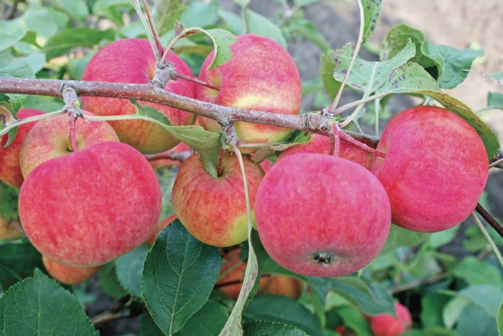 Сорт яблони боровинка: фото, отзывы, описание, характеристики.