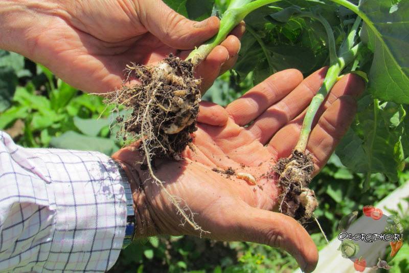 Чем обработать пекинскую капусту от вредителей: эффективная борьба с ними