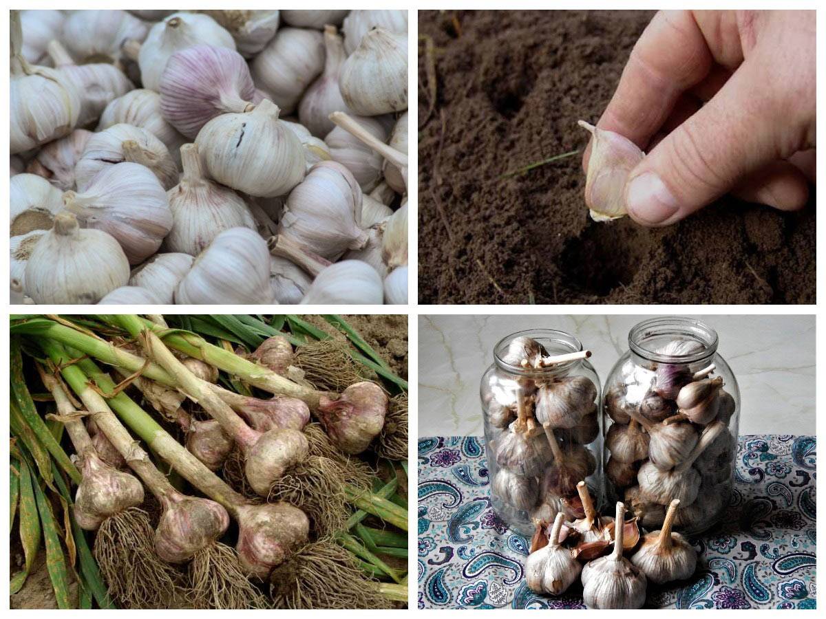 Как правильно сажать и выращивать лук и чеснок на приусадебном участке? | cельхозпортал