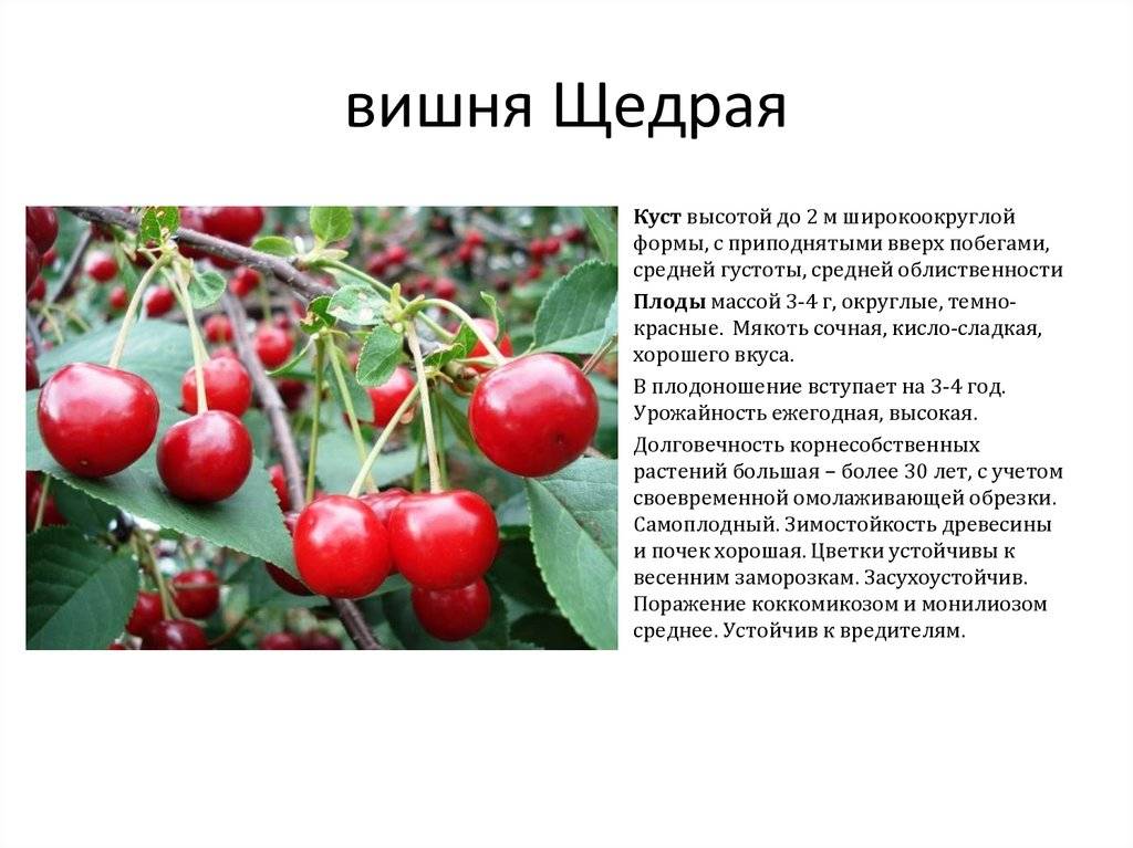 Описание и опылители вишни сорта Владимирская, посадка и уход
