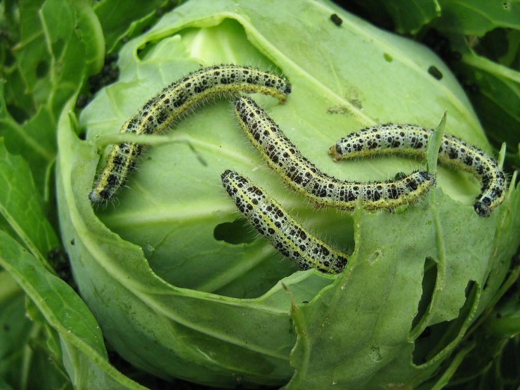 Чем обработать капусту от гусеницы: химические средства и народные методы