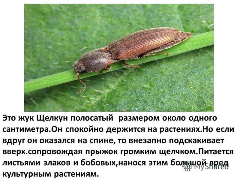 Личинка майского жука в огороде: как с ними бороться, как навсегда избавиться?