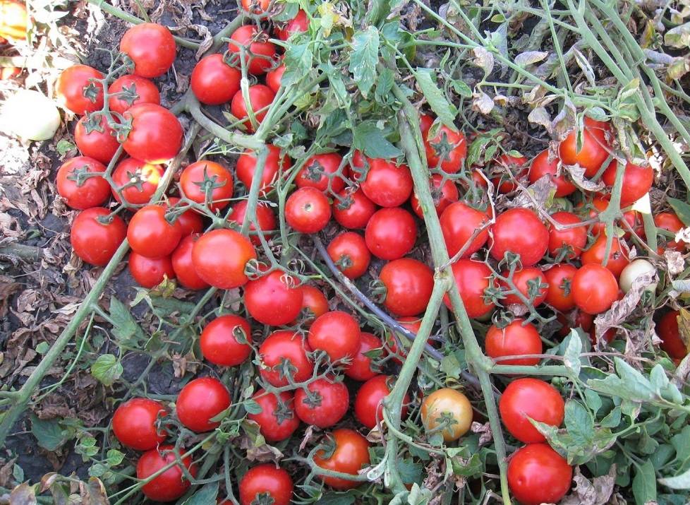 Гибрид или сорт томат асвон f1: описание и уход