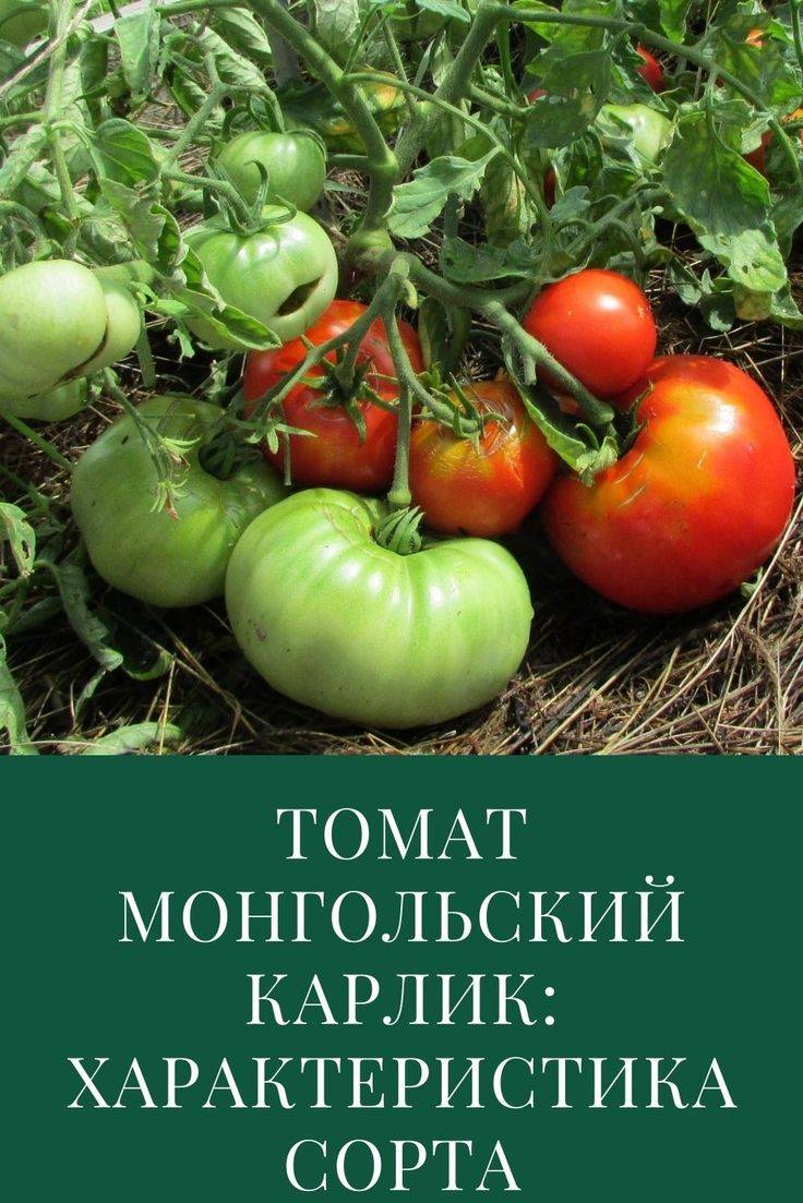 Томат монгольский карлик отзыв, реальный опыт выращивания и описание