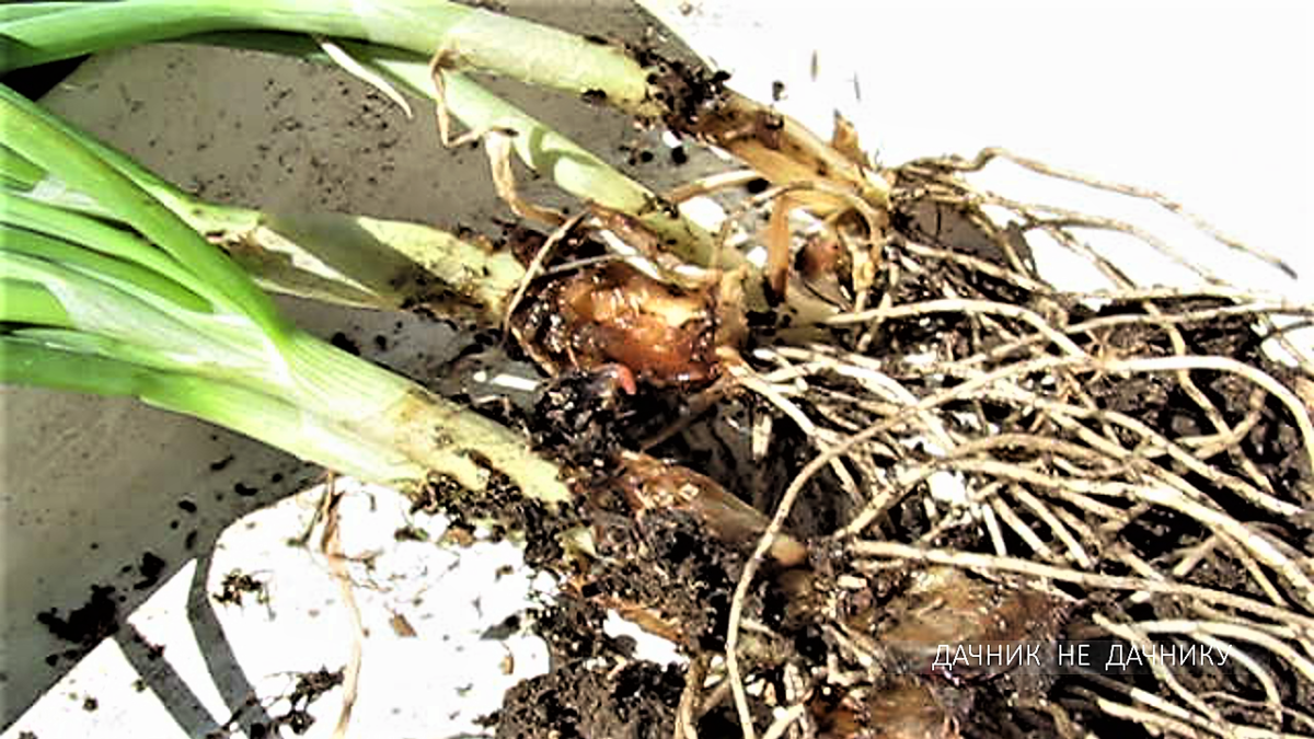 Чем обработать растения, чтобы избавиться от луковой мухи навсегда