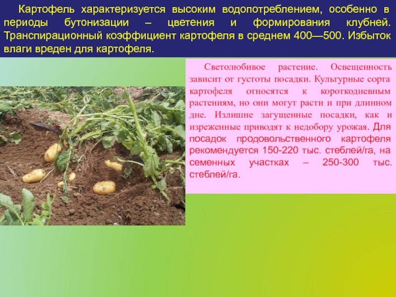 Картошка по методу кизимы: посадка, выращивание и уход