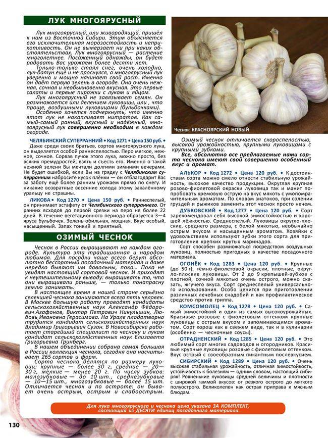 Озимый чеснок грибовский: описание сорта, отзывы садоводов, фото