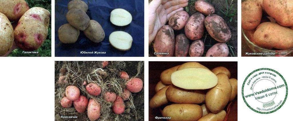 Среднепоздний столовый сорт картофеля «рагнеда», адаптирующийся к любой почве