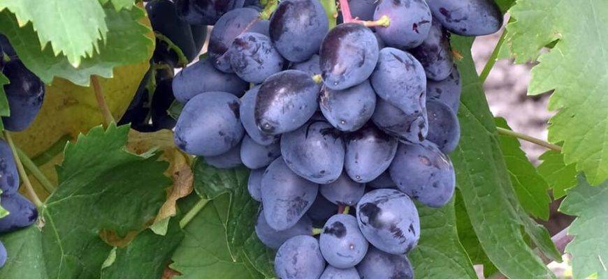 Виноград ромбик - описание сорта, фото, отзывы