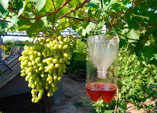 Как защитить виноград от ос и спасти урожай: обзор методов, отзывы