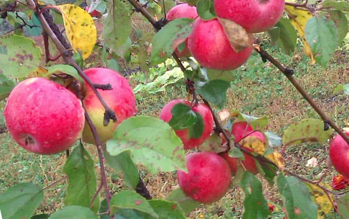 Яблоня пепин шафранный: описание и характеристики сорта, выращивание и уход