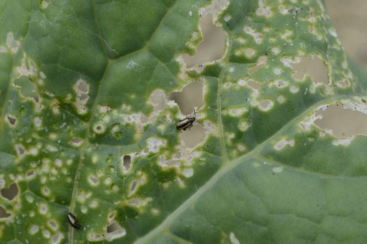 Как обработать капусту нашатырным спиртом от вредителей, от каких насекомых он помогает, как разводить средство