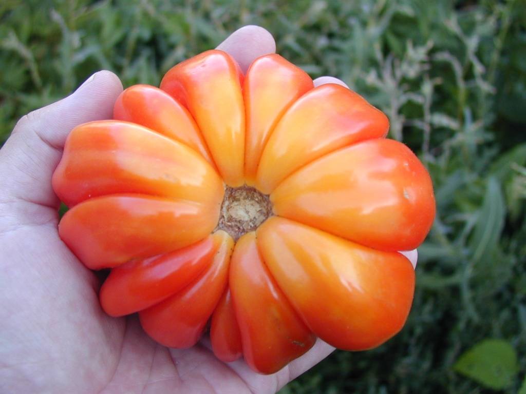 Оригинальный томат «лотарингская красавица» : описание сорта, фото